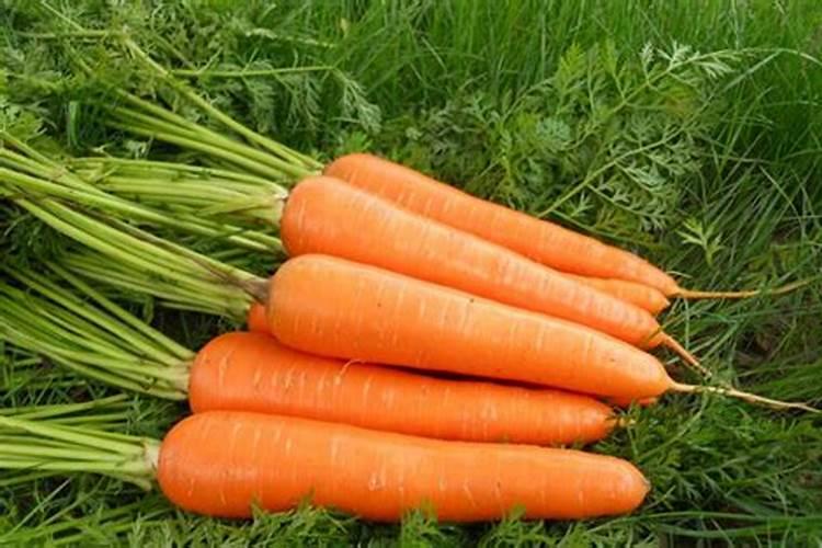 胡萝卜前期用什么肥料好 施肥注意事项