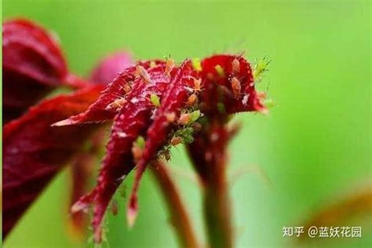 叶面肥使用的误区有哪些？ 苹果专用杀蚜剂:1.3%苦参碱