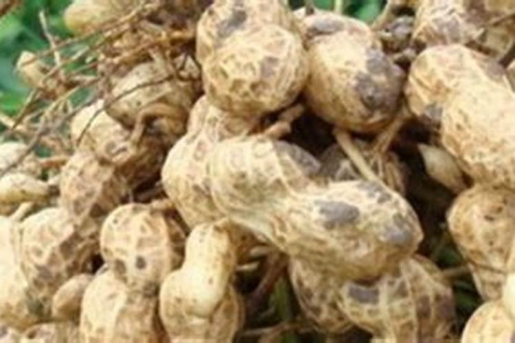 花生什么时候打钙肥？