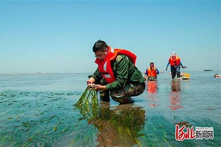海草怎么养？