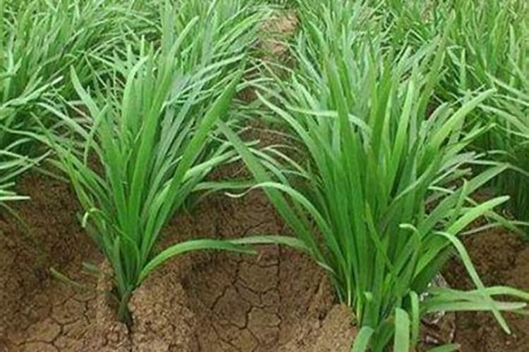 圣女果,是小叶病毒吗。什么病