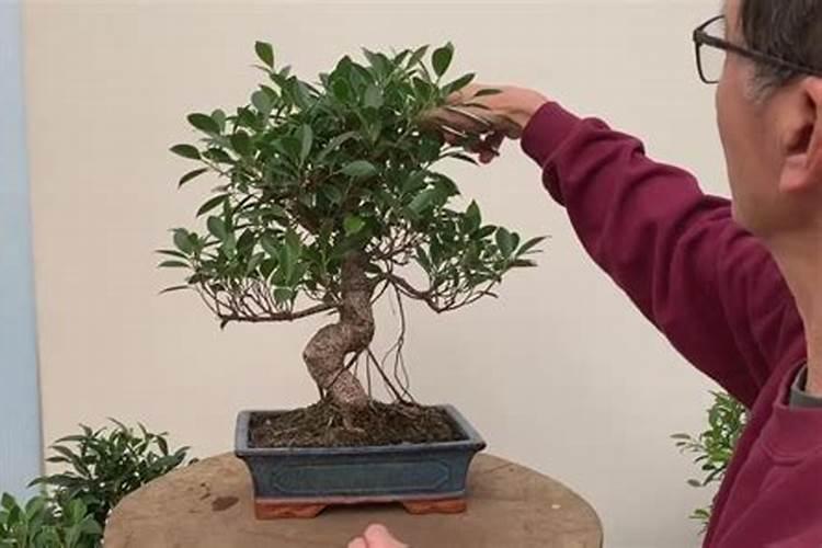 榕树盆景怎么养 榕树盆景怎么养呢