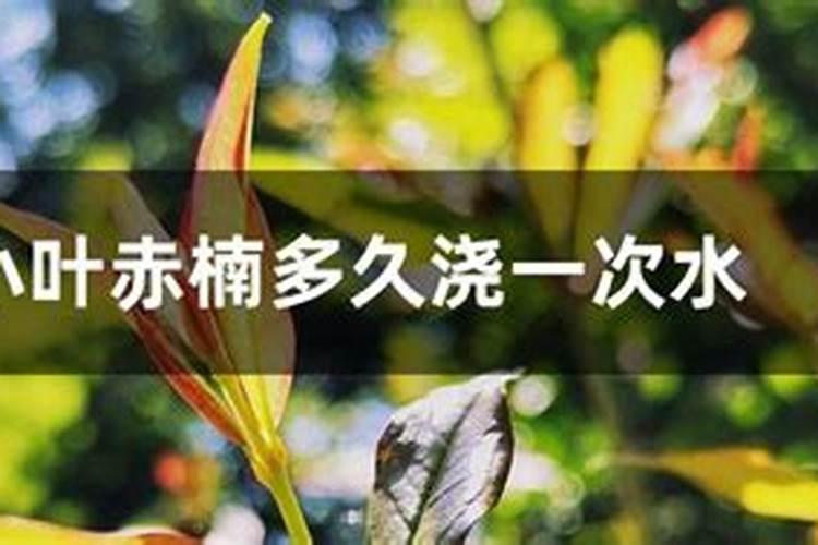 小叶榔榆盆景清明前后可搬出室外吗