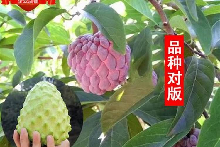 释迦果种几年结果,释迦果实生苗一般种植2～3年就会开始结果