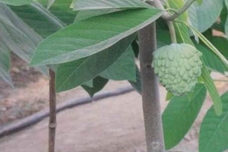 释迦果怎么种植和管理？
