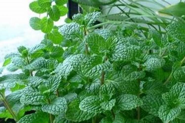 薄荷需要施肥吗 薄荷怎么施肥