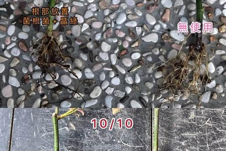 磷肥可以直接撤在根部吗