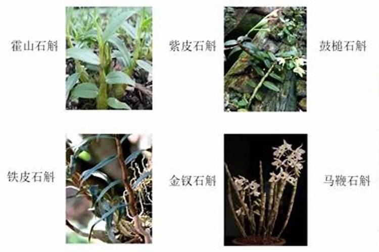 各位讲一讲石斛盆景怎样用肥开花多？哪位清楚？