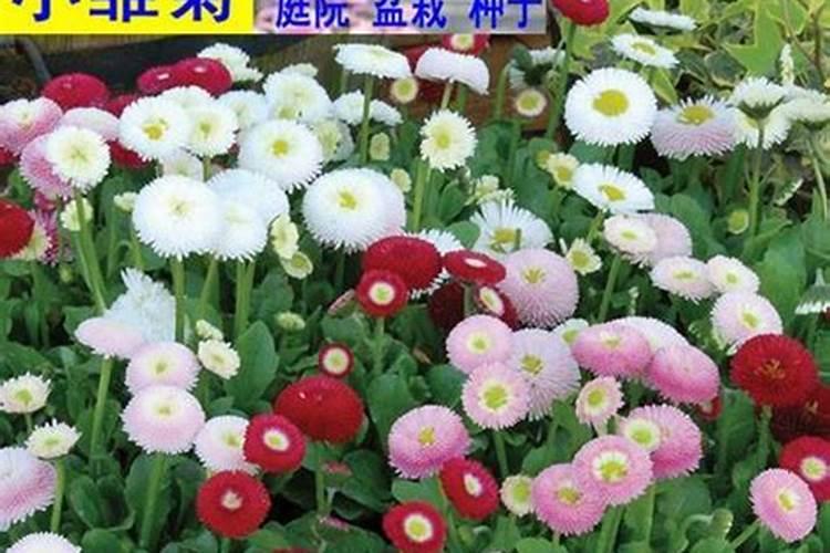 小雏菊第一次种需要放有机肥嘛