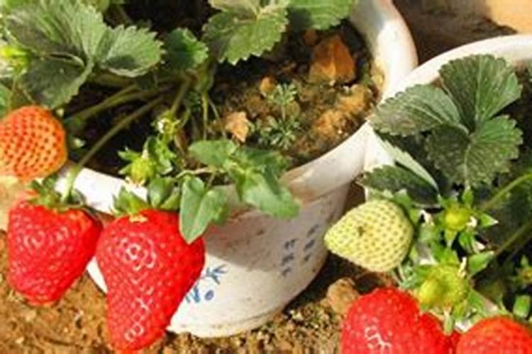 草莓苗期施肥时间和方法 草莓苗期如何施肥以及时间