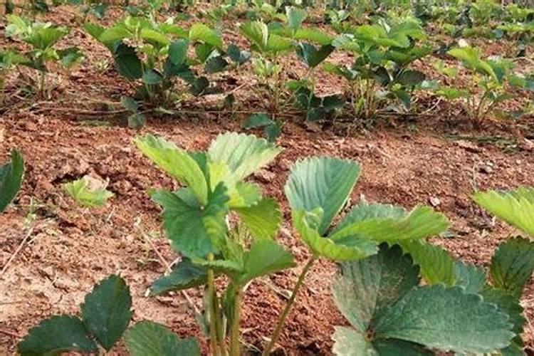大棚种植草莓时,该如何去合理施肥呢？