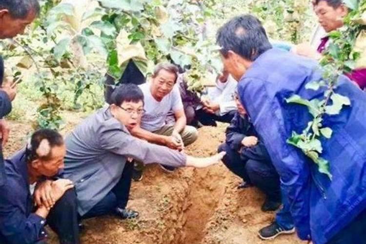 樱桃施肥管理须知秋施基肥是关键