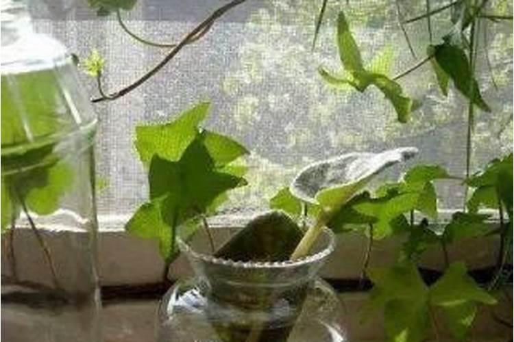 蔷薇花能水培吗,蔷薇花水培方法