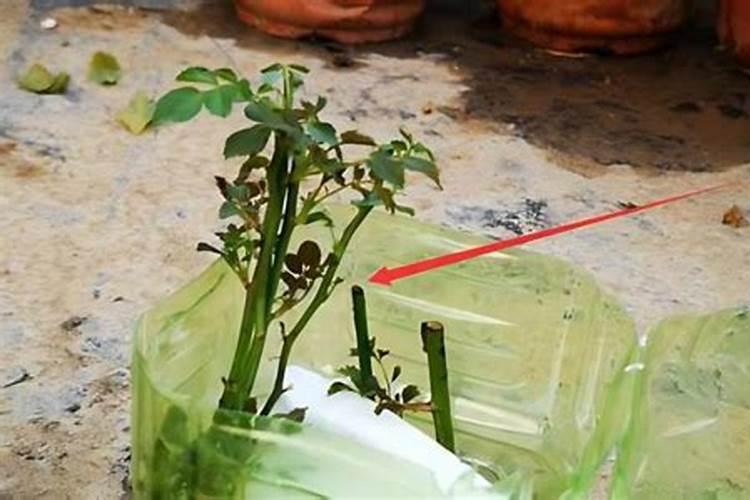 蔷薇花能水培吗