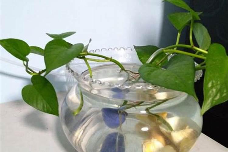 蔷薇花可以水培吗