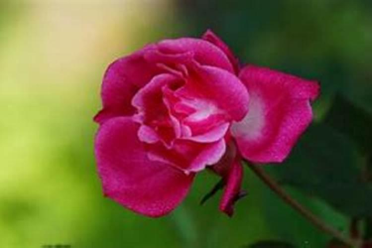 蔷薇花能水培吗