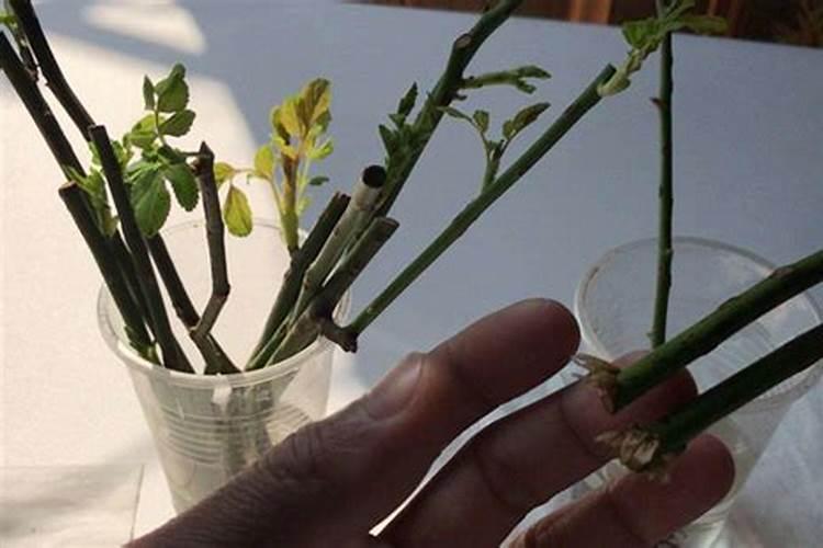 怎么水培蔷薇
