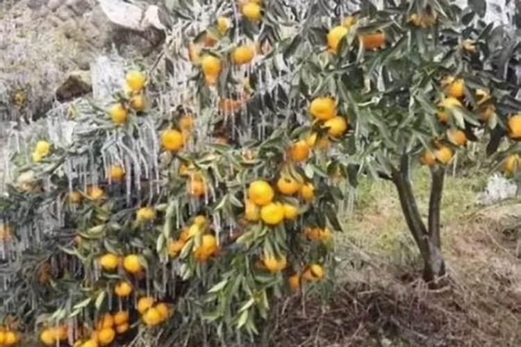 柑橘冬季防冻技术