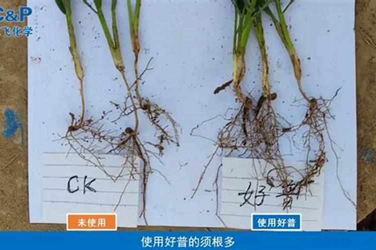 给小麦用叶面肥有需要注意的问题吗？