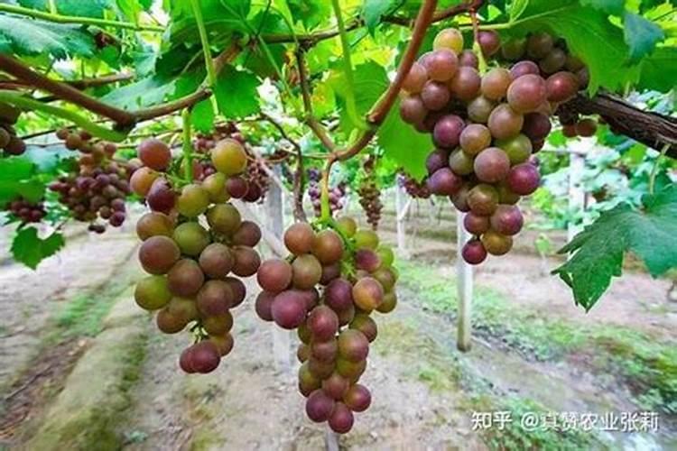 葡萄上色时用什么肥料上色快
