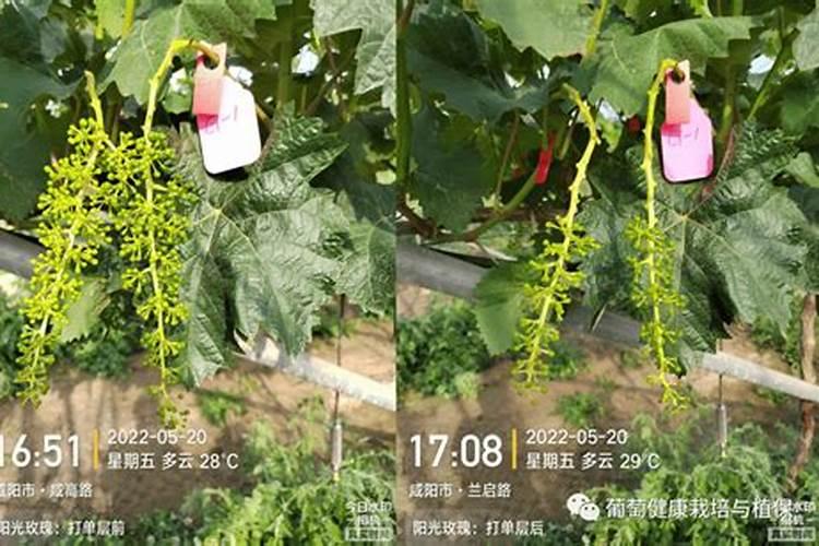 阳光玫瑰葡萄树喷施亚磷酸钾叶面肥会不会影响果面