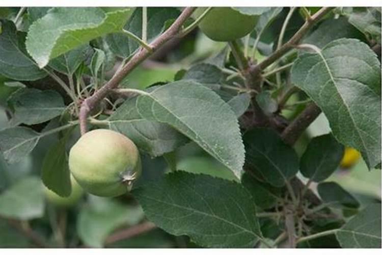 果树叶面肥喷施八注意 种果树需要注意什么