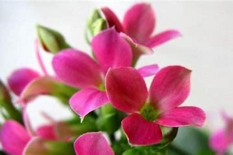 长寿花夏天怎么养施什么肥