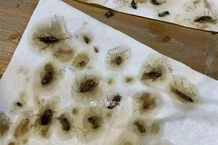 果树施硼肥怎么操作？果树施硼肥有什么用？