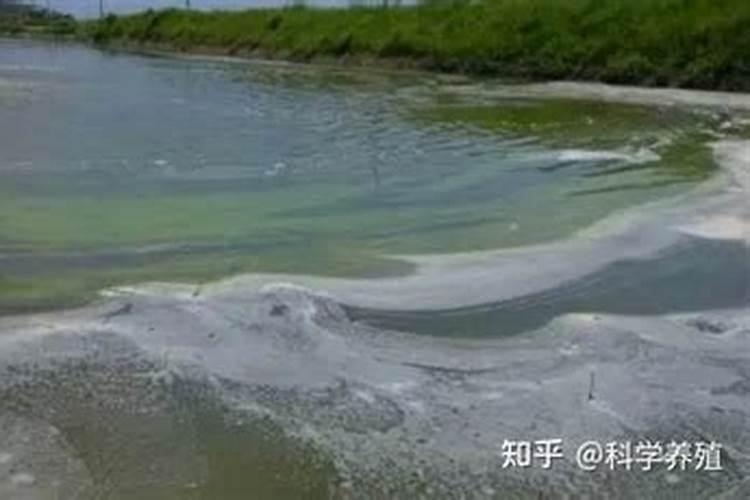 鱼缸的水草叶子像长了霉一样是怎么回事？