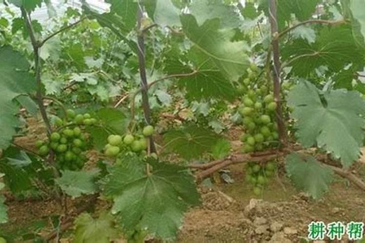葡萄喜欢什么肥料？老农说葡萄施肥、定植有“3忌”,忌什么？