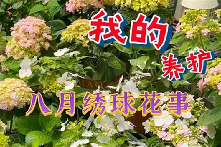 钾肥可以给绣球花用吗