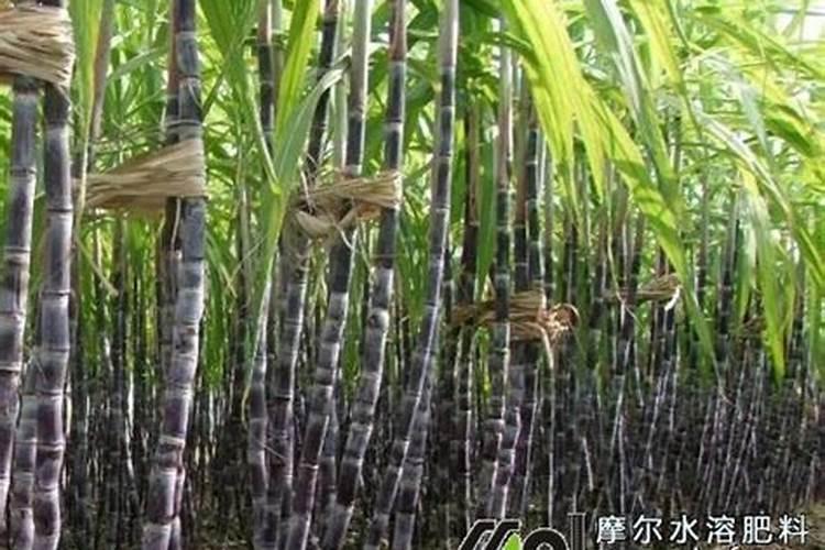 甘蔗施什么肥料最甜 什么时候施肥合适
