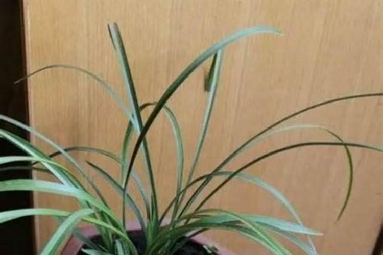 苹果种植挂果树,施肥方法有哪些？