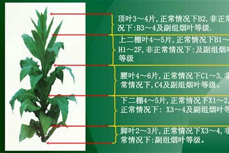 小麦喷施水溶肥4小时后下雨有影响吗？