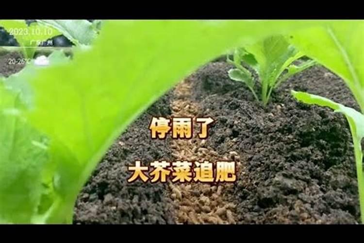 竹芥种植方法