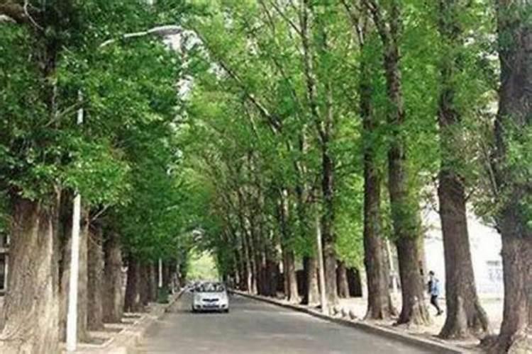 杨树最忌三种肥料