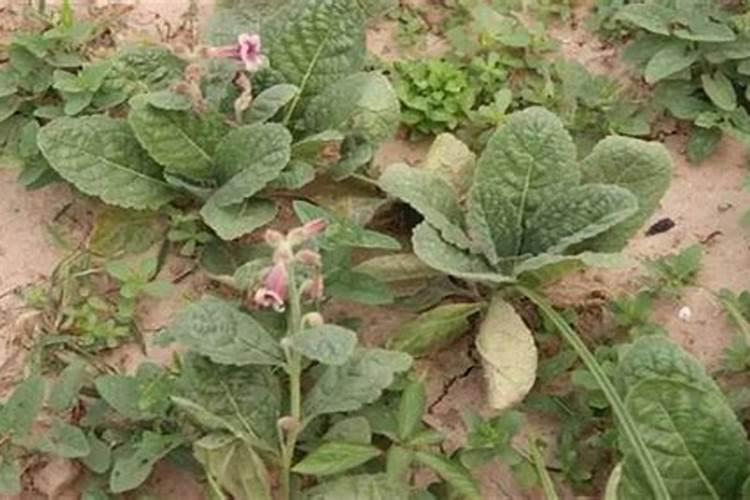 地黄怎么种植 地黄的种植方法