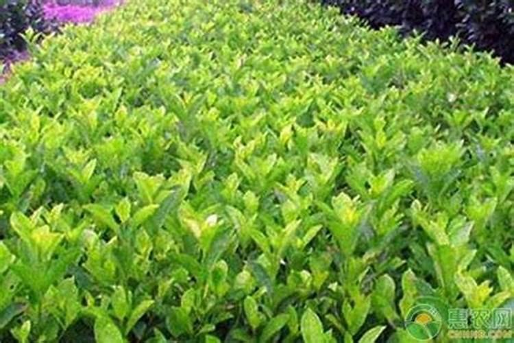 菜仔饼用于冬青树施肥可以吗