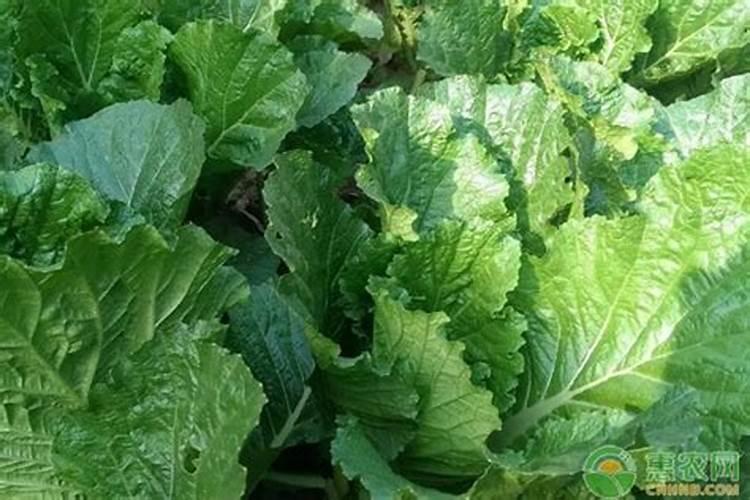 种白菜如何补施钙肥