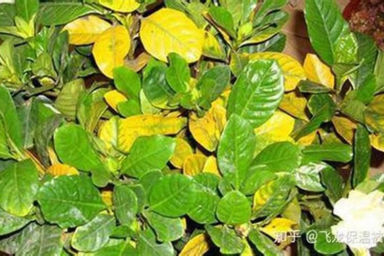 栀子花叶子不绿怎么办,五种方法让它重回生机
