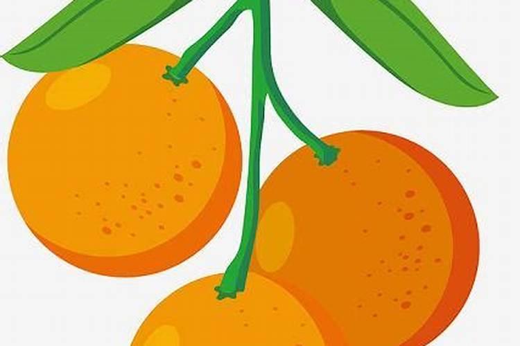 沃柑用什么肥料最好