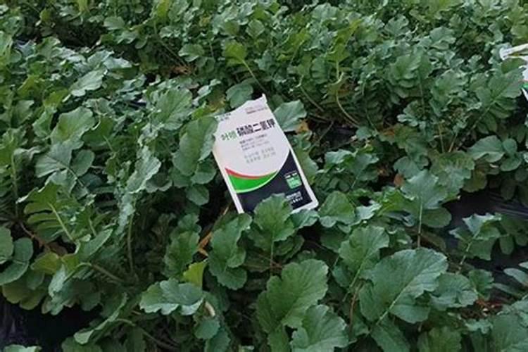 在青萝卜生长膨大期能用磷酸二氢钾冲施吧