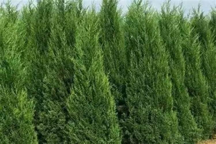 塔柏树种植方法和注意事项是怎样的？