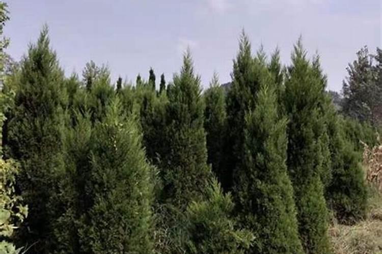 塔柏树种植方法和注意事项是怎样的？
