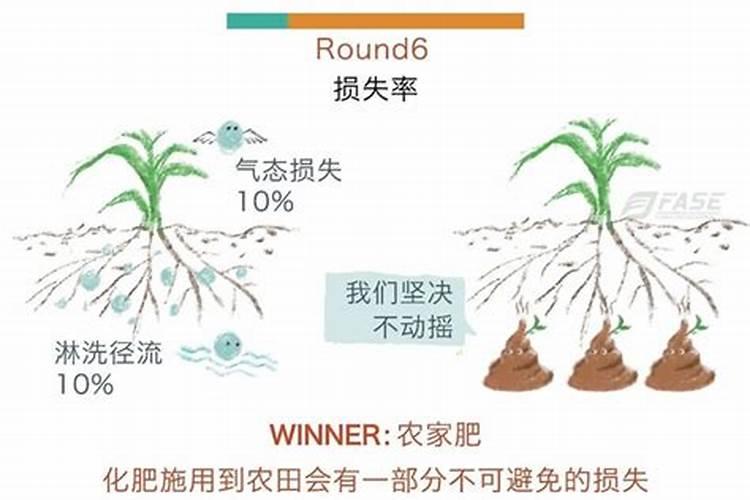 豌豆苗第二茬怎么养