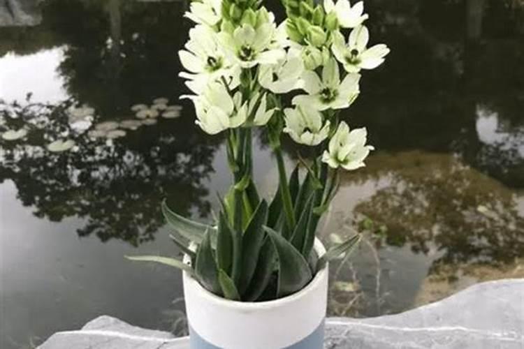 百合花叶子黄了是什么原因,百合花叶子黄了怎么办(图)
