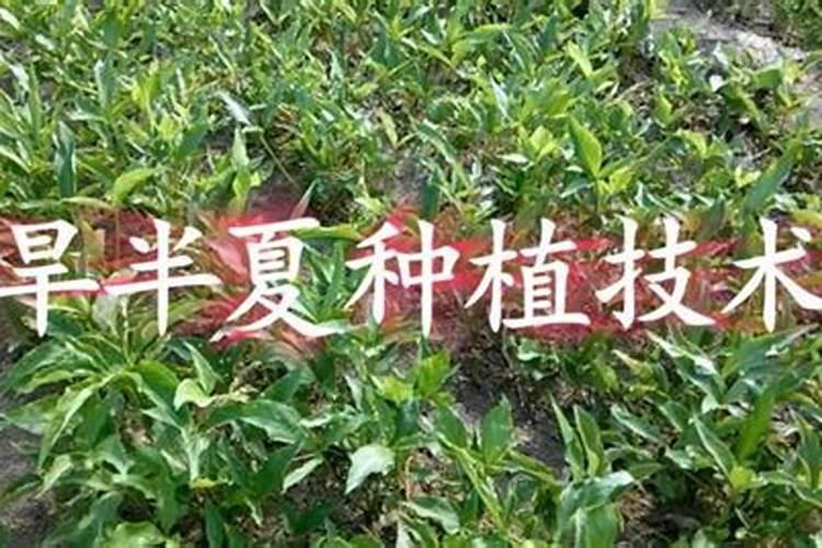 黑龙江旱半夏种植技术 水萝卜的种植技术和田间管理