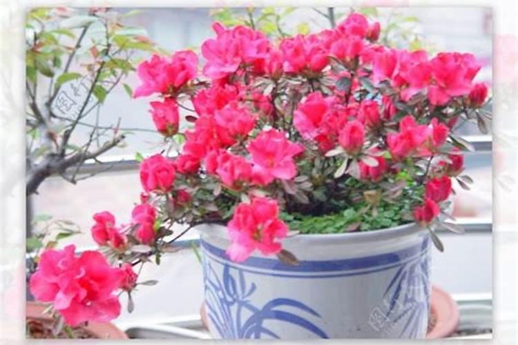 杜鹃花什么时候施肥,夏天能施肥吗？