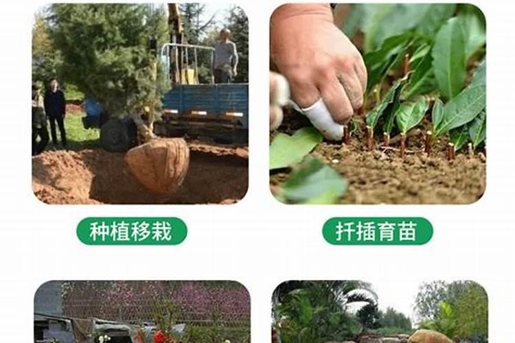 生根肥使用过程中应注意什么
