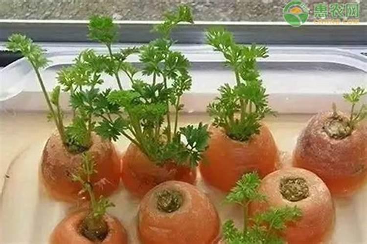 促进植物根发肓最好需要什么肥
